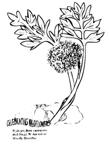 Planta com folhas linha arte vetor clip-art